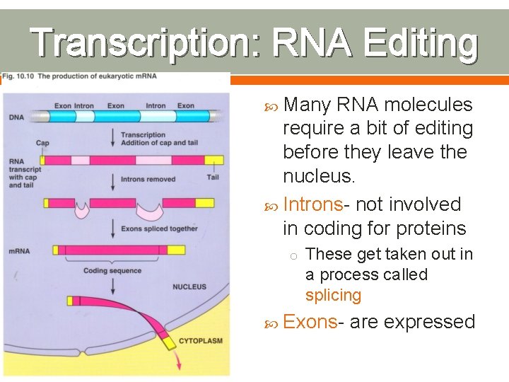 Transcription: RNA Editing Many RNA molecules require a bit of editing before they leave