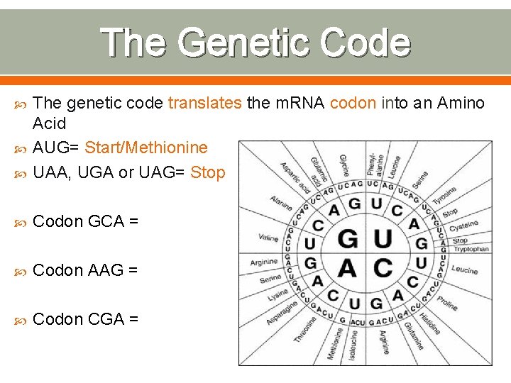 The Genetic Code The genetic code translates the m. RNA codon into an Amino