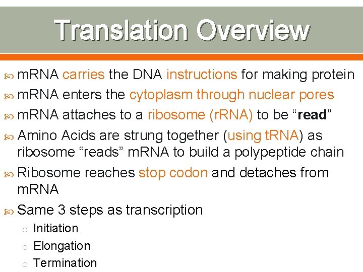 Translation Overview m. RNA carries the DNA instructions for making protein m. RNA enters