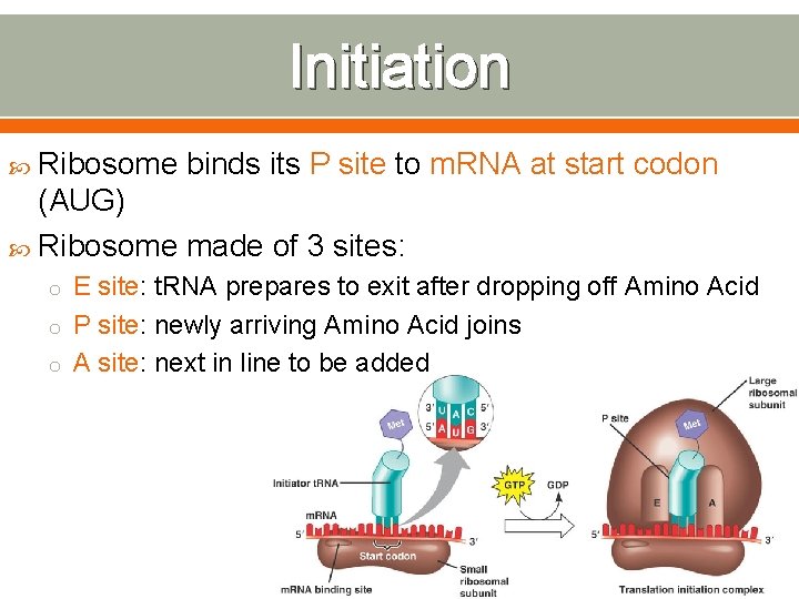 Initiation Ribosome binds its P site to m. RNA at start codon (AUG) Ribosome