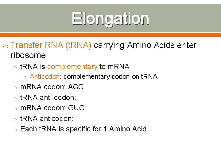 Elongation Transfer RNA (t. RNA) carrying Amino Acids enter ribosome o t. RNA is