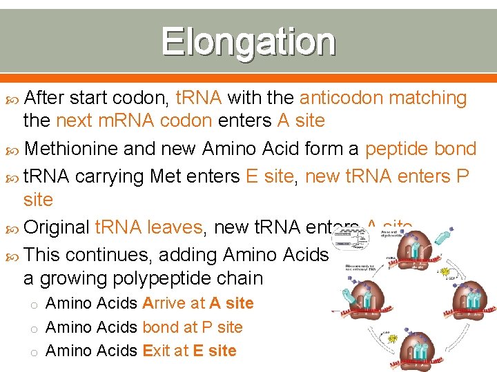 Elongation After start codon, t. RNA with the anticodon matching the next m. RNA