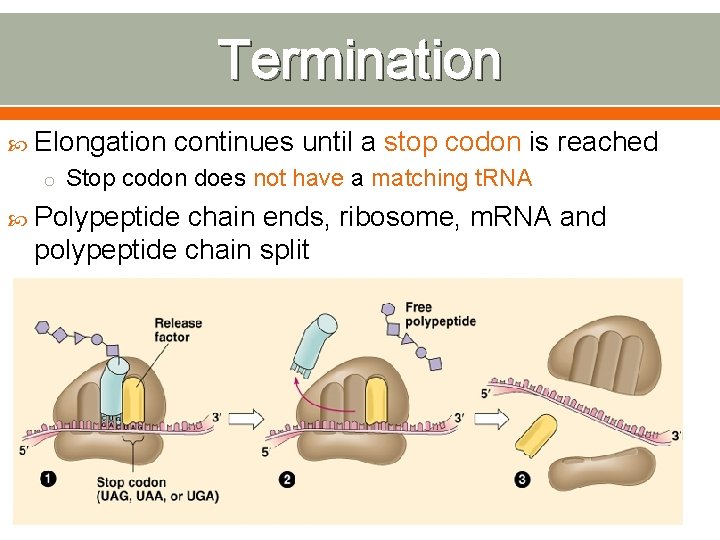 Termination Elongation continues until a stop codon is reached o Stop codon does not