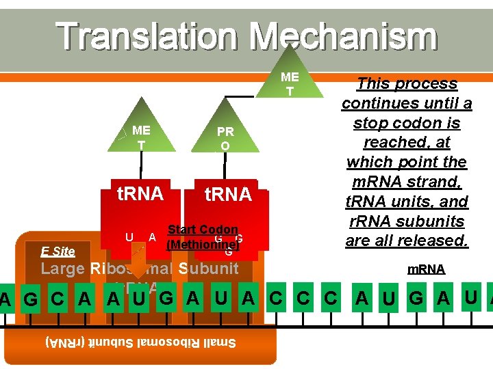 Translation Mechanism ME T PR ISO O t. RNA Start Codon UU G AA