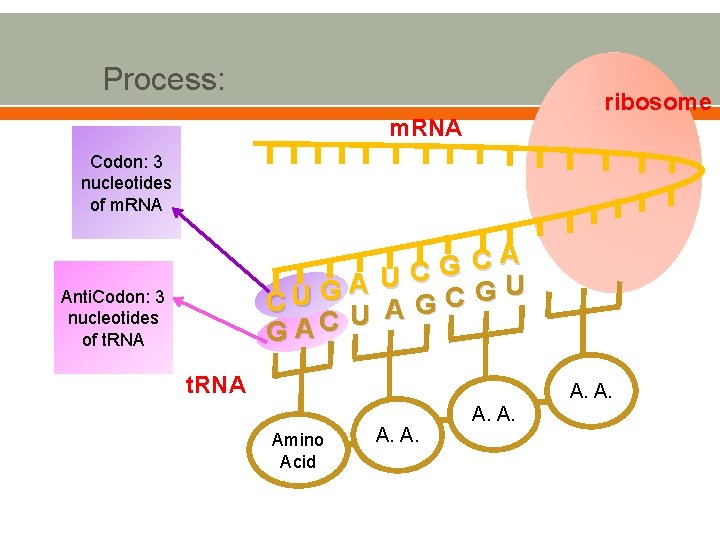 o Process: ribosome m. RNA Codon: 3 nucleotides of m. RNA A C G