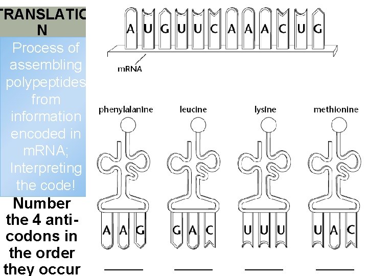 TRANSLATIO N Process of assembling polypeptides from information encoded in m. RNA; Interpreting the