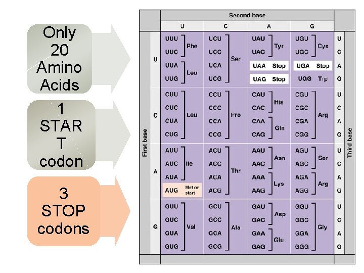 Only 20 Amino Acids 1 STAR T codon 3 STOP codons 