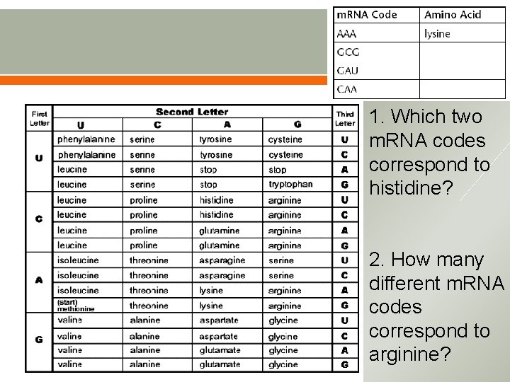 1. Which two m. RNA codes correspond to histidine? 2. How many different m.