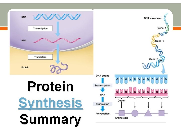 Protein Synthesis Summary 