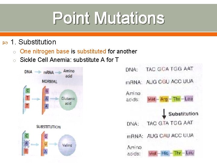 Point Mutations 1. Substitution o One nitrogen base is substituted for another o Sickle