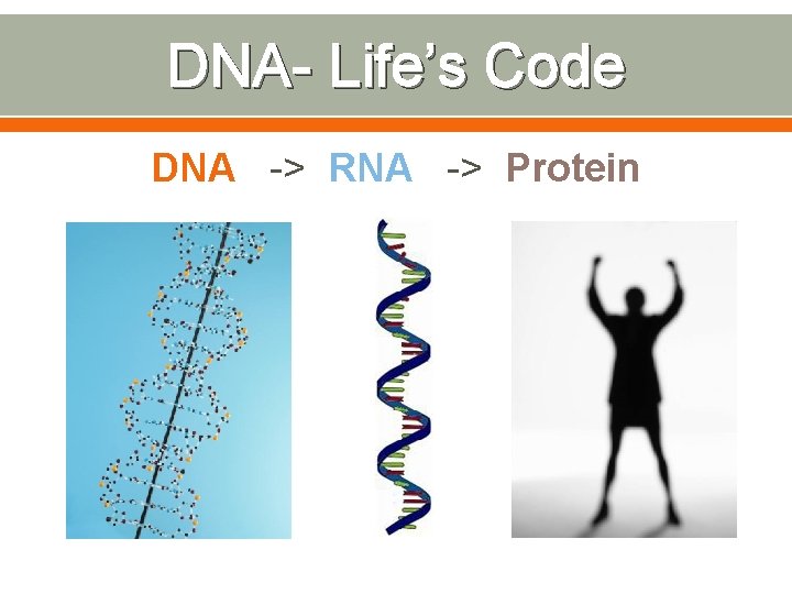 DNA- Life’s Code DNA -> RNA -> Protein 