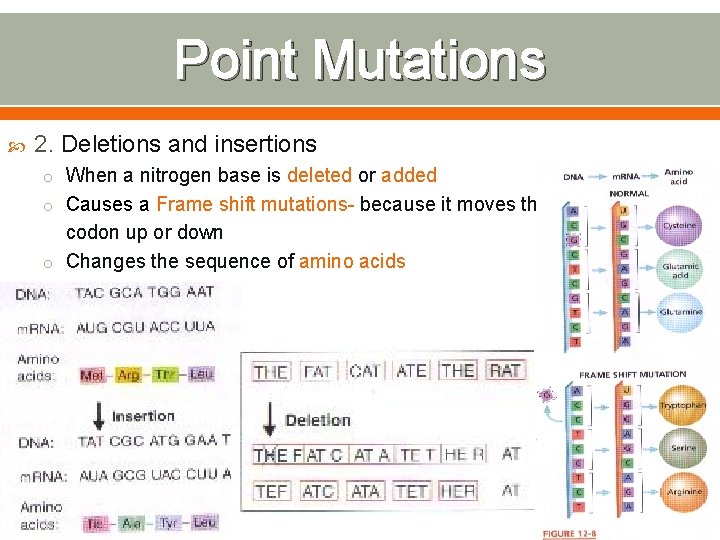 Point Mutations 2. Deletions and insertions o When a nitrogen base is deleted or