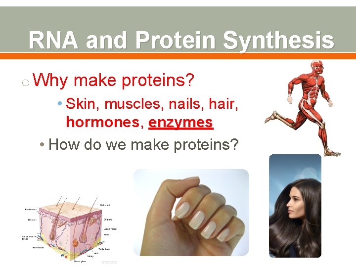 RNA and Protein Synthesis o Why make proteins? • Skin, muscles, nails, hair, hormones,