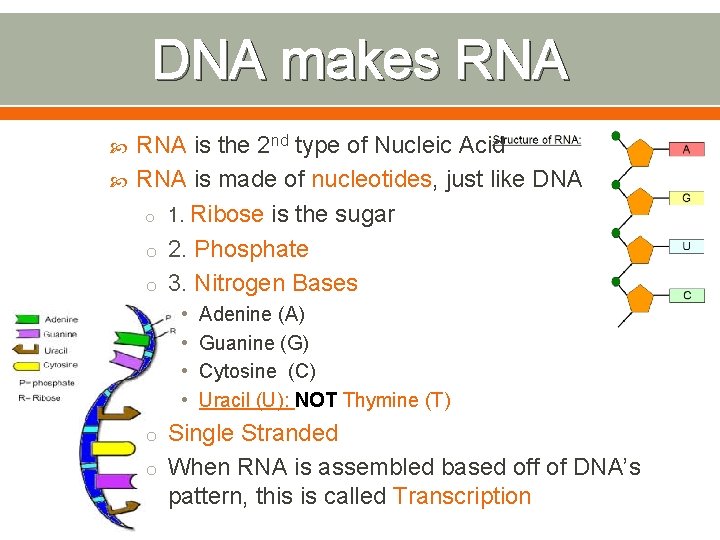 DNA makes RNA is the 2 nd type of Nucleic Acid RNA is made