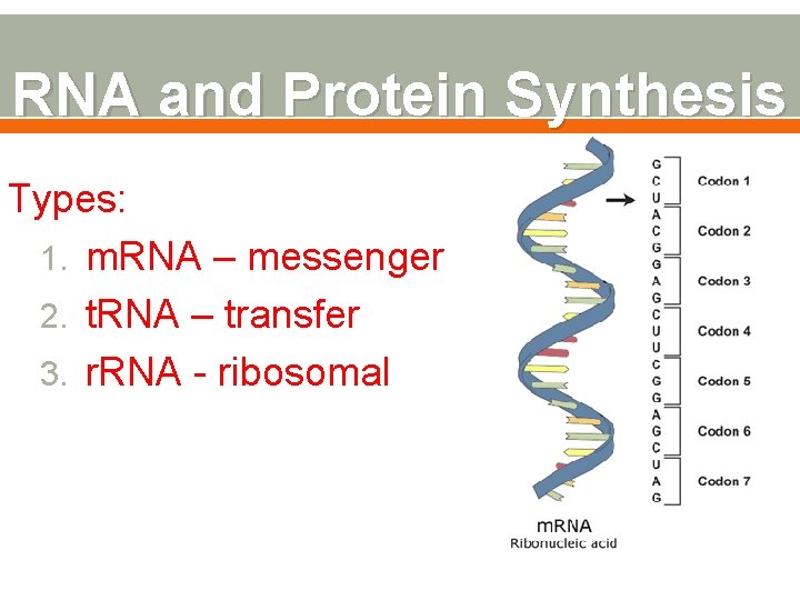 RNA and Protein Synthesis Types: 1. m. RNA – messenger 2. t. RNA –