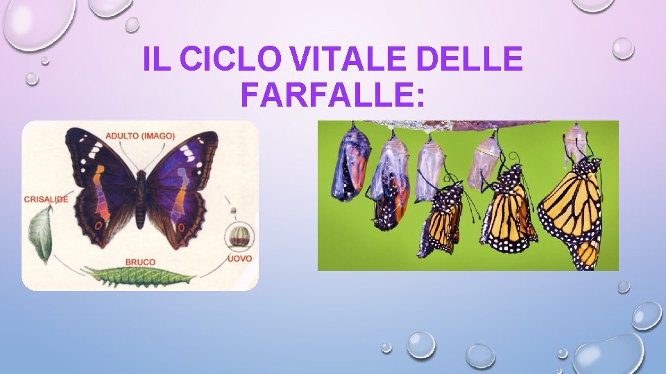 IL CICLO VITALE DELLE FARFALLE: 