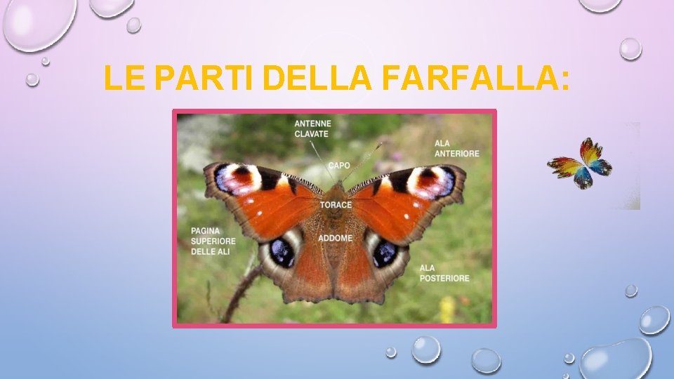 LE PARTI DELLA FARFALLA: 