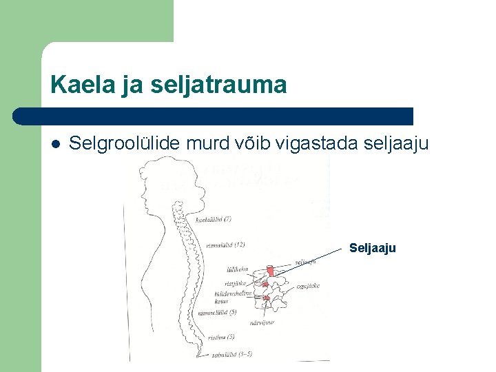 Kaela ja seljatrauma l Selgroolülide murd võib vigastada seljaaju Seljaaju 