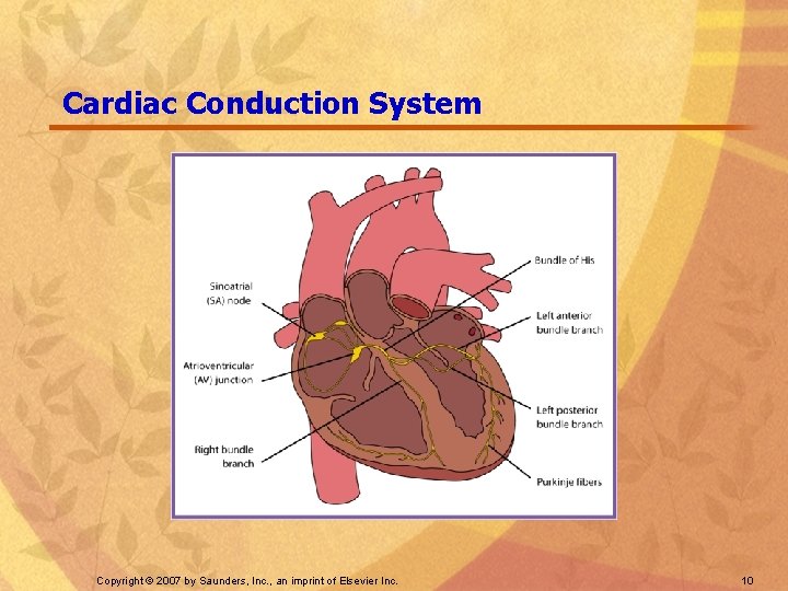 Cardiac Conduction System Copyright © 2007 by Saunders, Inc. , an imprint of Elsevier