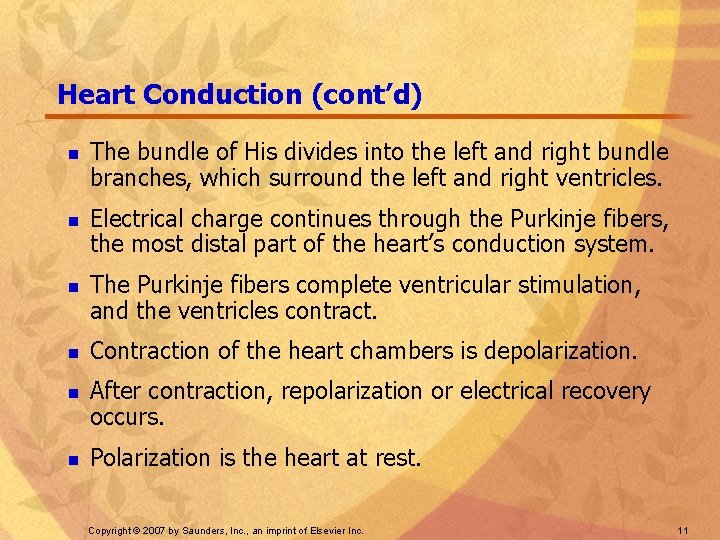 Heart Conduction (cont’d) n n n The bundle of His divides into the left