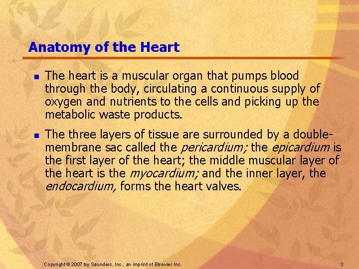 Anatomy of the Heart n n The heart is a muscular organ that pumps