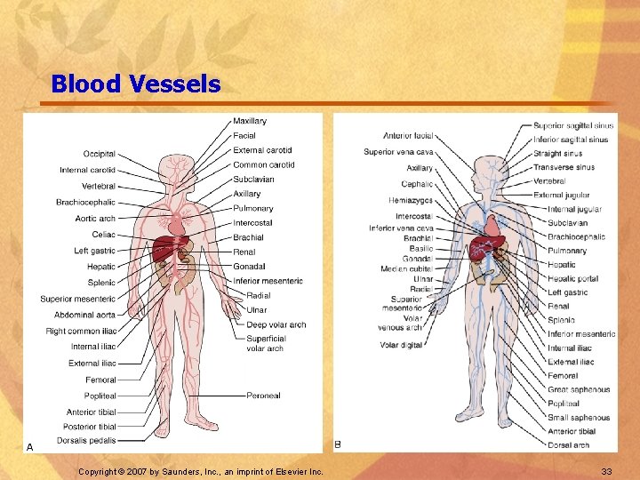 Blood Vessels Copyright © 2007 by Saunders, Inc. , an imprint of Elsevier Inc.