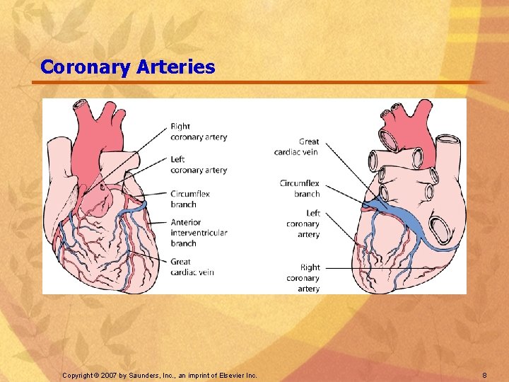 Coronary Arteries Copyright © 2007 by Saunders, Inc. , an imprint of Elsevier Inc.