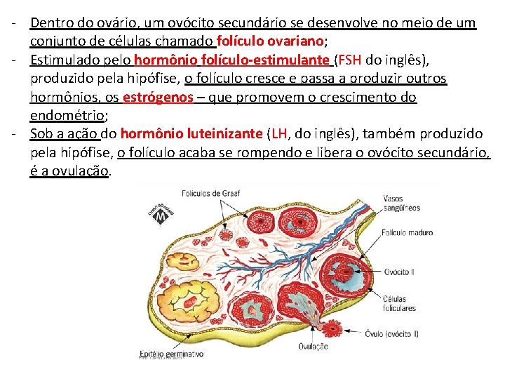 - Dentro do ovário, um ovócito secundário se desenvolve no meio de um conjunto