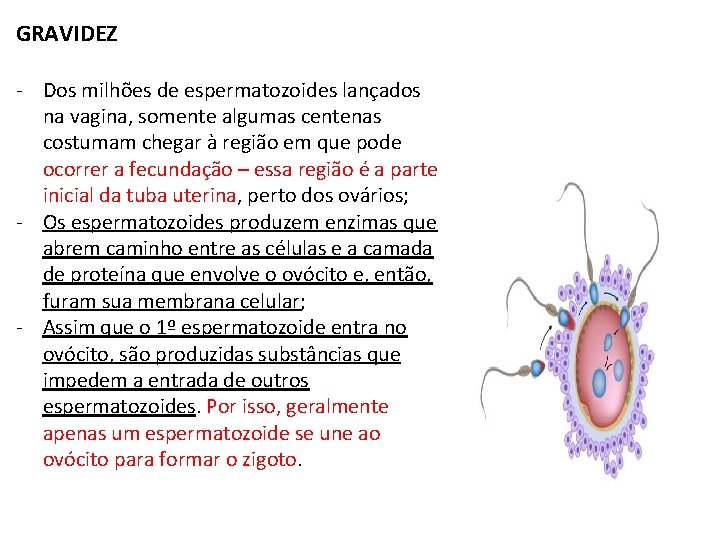 GRAVIDEZ - Dos milhões de espermatozoides lançados na vagina, somente algumas centenas costumam chegar