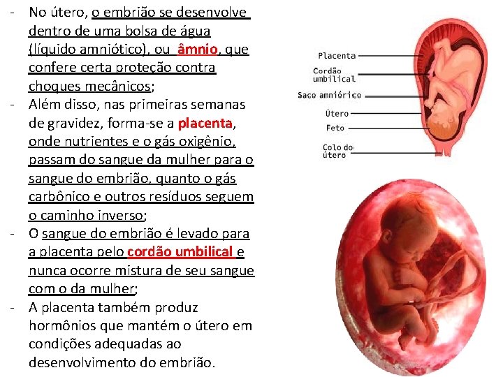 - No útero, o embrião se desenvolve dentro de uma bolsa de água (líquido