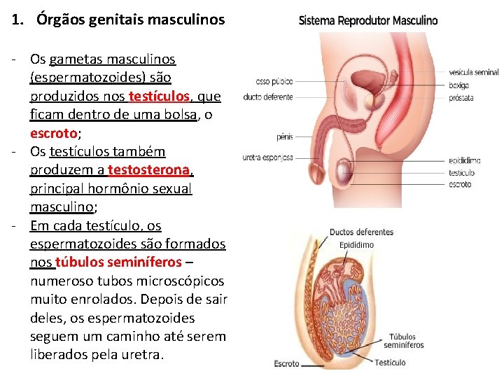 1. Órgãos genitais masculinos - Os gametas masculinos (espermatozoides) são produzidos nos testículos, que