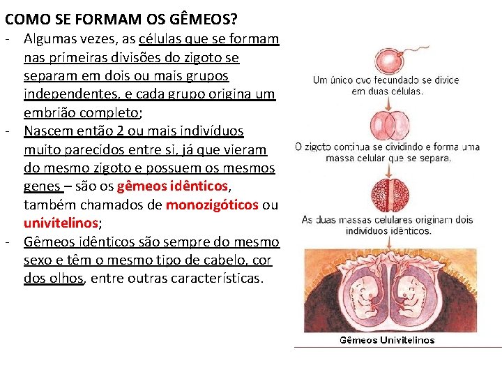 COMO SE FORMAM OS GÊMEOS? - Algumas vezes, as células que se formam nas