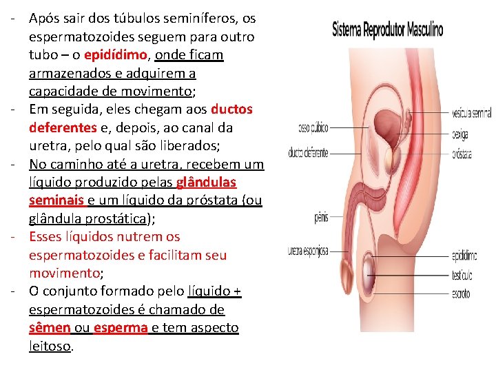 - Após sair dos túbulos seminíferos, os espermatozoides seguem para outro tubo – o