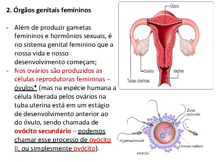 2. Órgãos genitais femininos - Além de produzir gametas femininos e hormônios sexuais, é