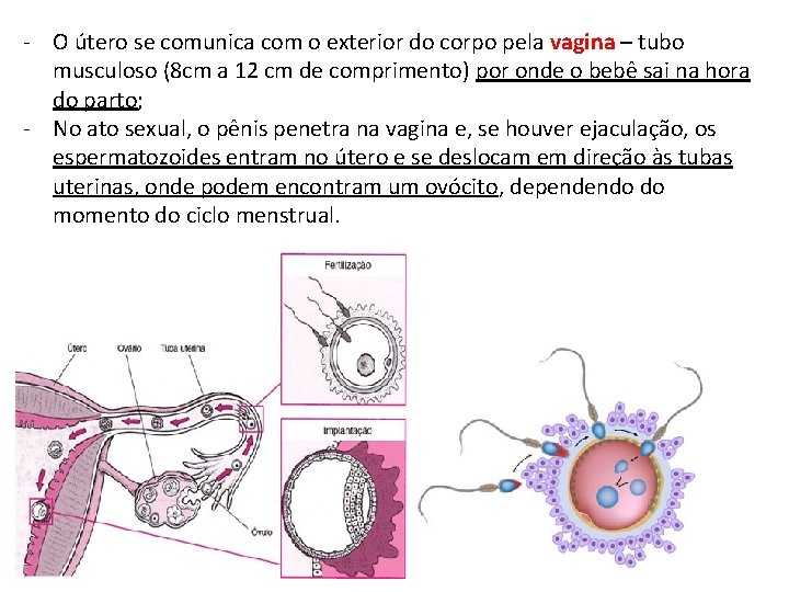 - O útero se comunica com o exterior do corpo pela vagina – tubo