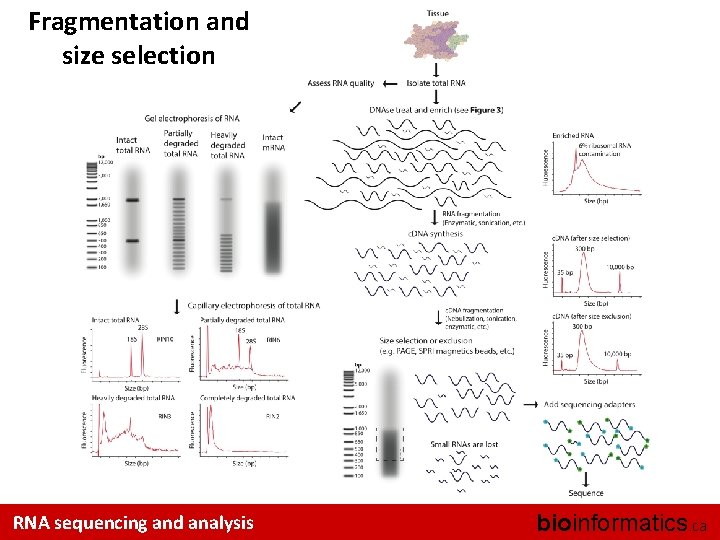 Fragmentation and size selection RNA sequencing and analysis bioinformatics. ca 