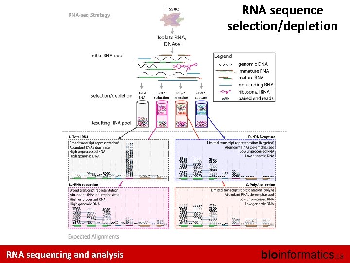 RNA sequence selection/depletion RNA sequencing and analysis bioinformatics. ca 