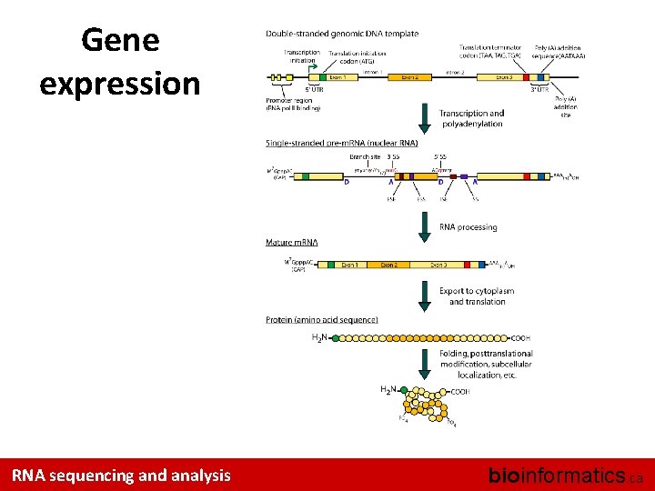 Gene expression RNA sequencing and analysis bioinformatics. ca 