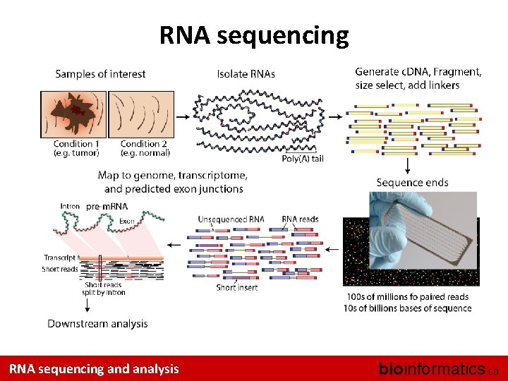 RNA sequencing and analysis bioinformatics. ca 