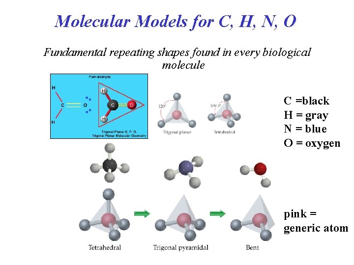 Molecular Models for C, H, N, O Fundamental repeating shapes found in every biological