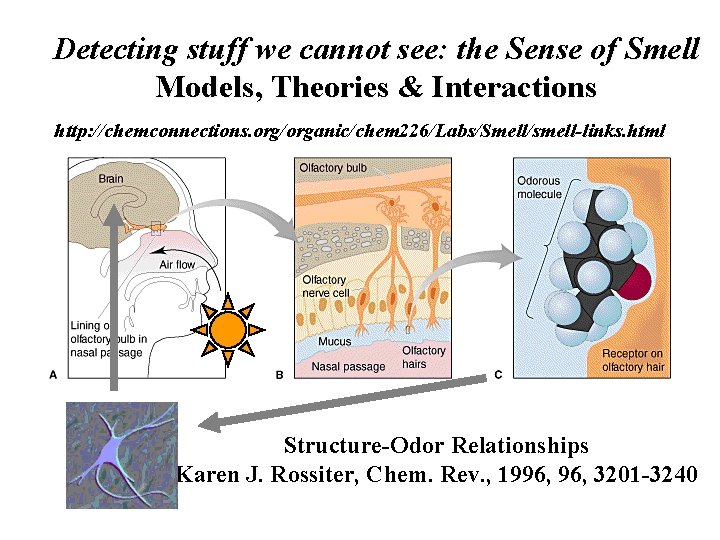 Detecting stuff we cannot see: the Sense of Smell Models, Theories & Interactions http: