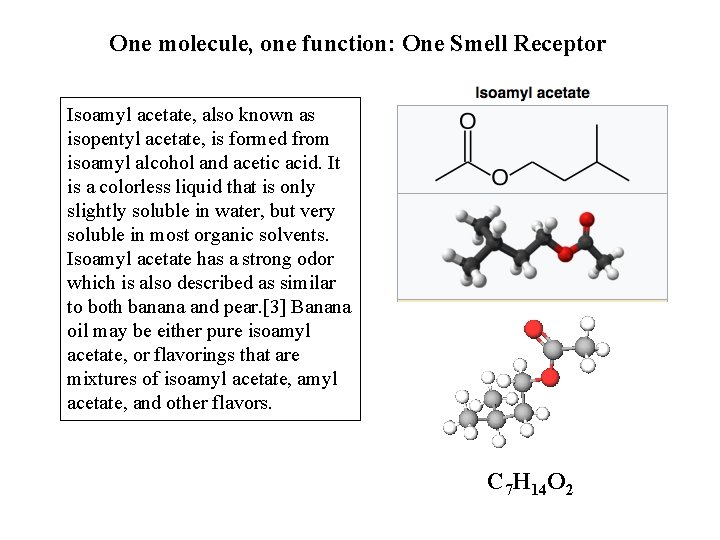 One molecule, one function: One Smell Receptor Isoamyl acetate, also known as isopentyl acetate,