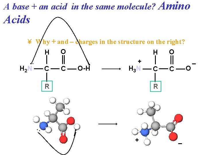 A base + an acid in the same molecule? Amino Acids : ¥ Why