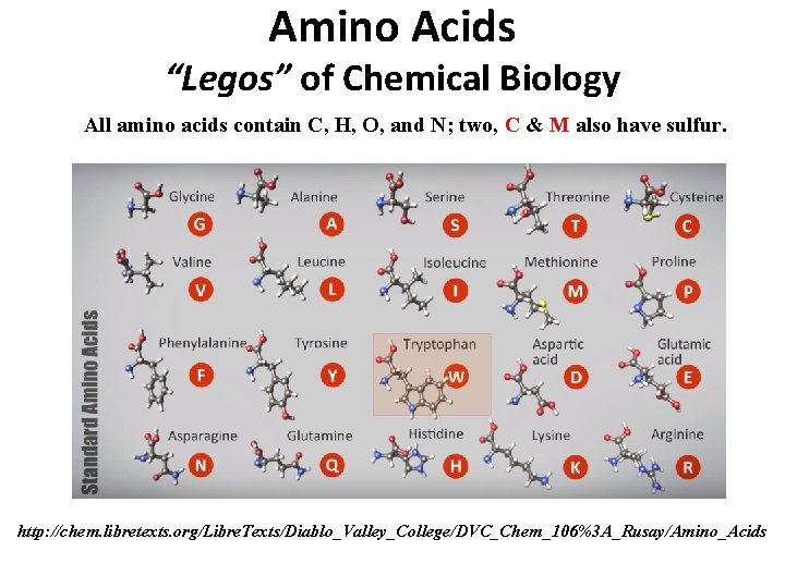 Amino Acids “Legos” of Chemical Biology All amino acids contain C, H, O, and