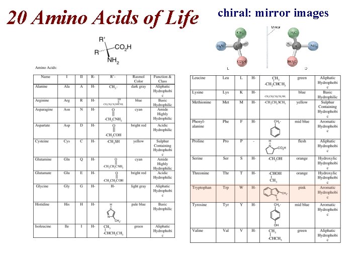 20 Amino Acids of Life chiral: mirror images 