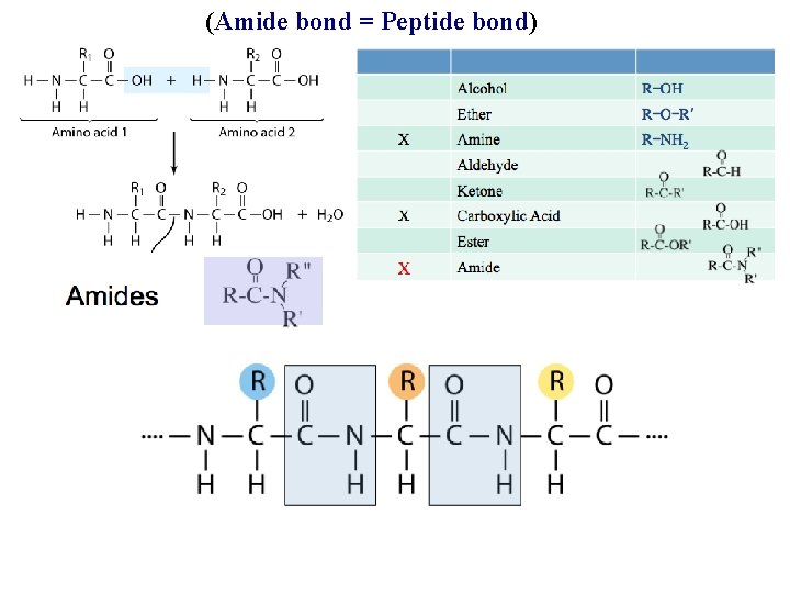 (Amide bond = Peptide bond) 