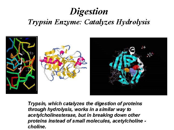 Digestion Trypsin Enzyme: Catalyzes Hydrolysis Trypsin, which catalyzes the digestion of proteins through hydrolysis,