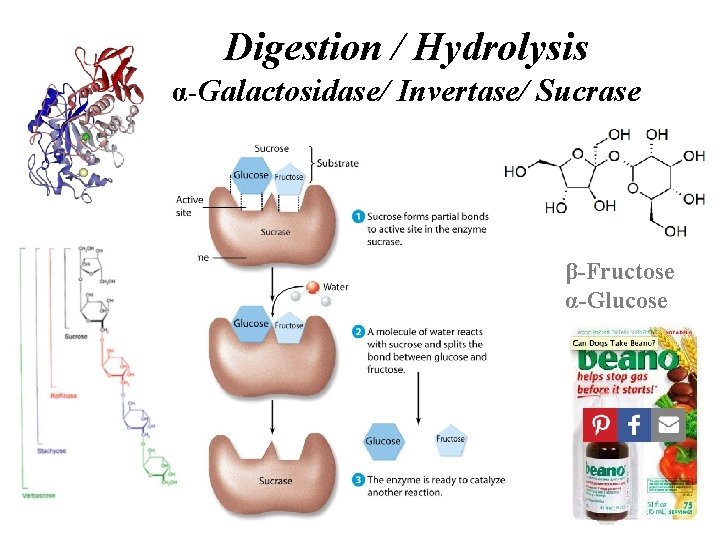 Digestion / Hydrolysis α-Galactosidase/ Invertase/ Sucrase β-Fructose α-Glucose 
