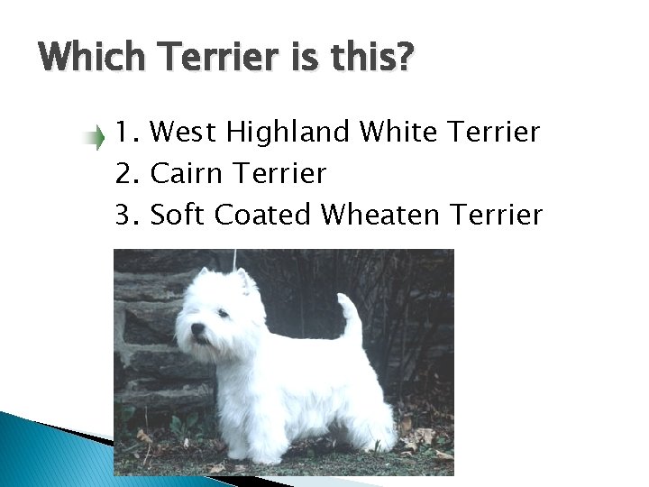 Which Terrier is this? 1. West Highland White Terrier 2. Cairn Terrier 3. Soft