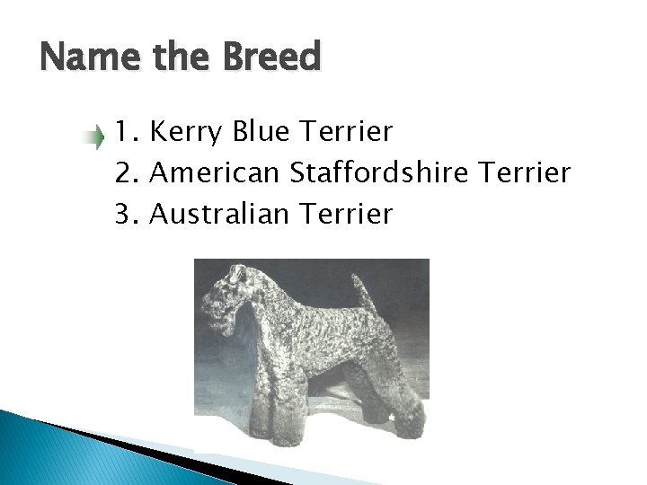 Name the Breed 1. Kerry Blue Terrier 2. American Staffordshire Terrier 3. Australian Terrier